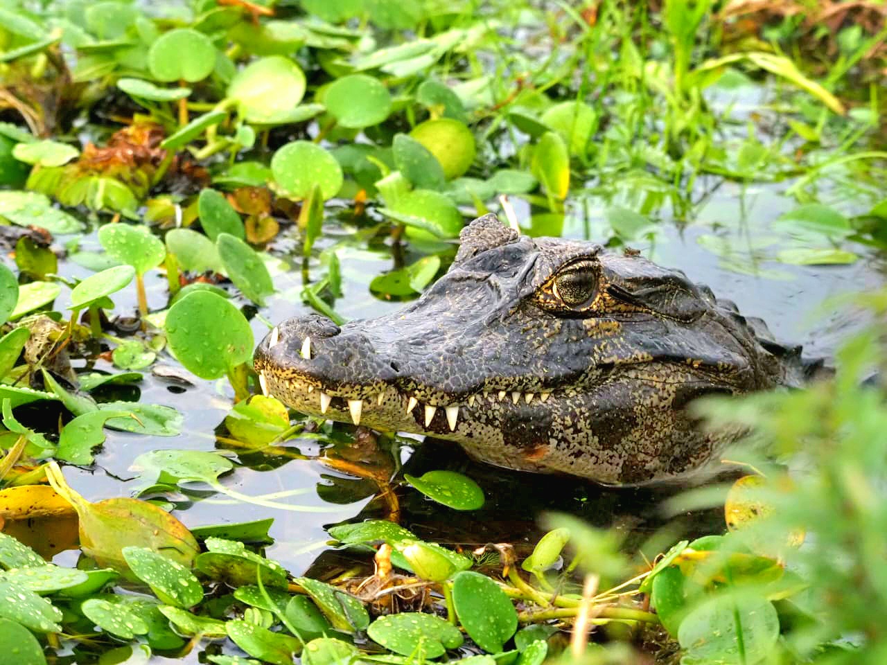 IMG-20240806-WA0322 (1)