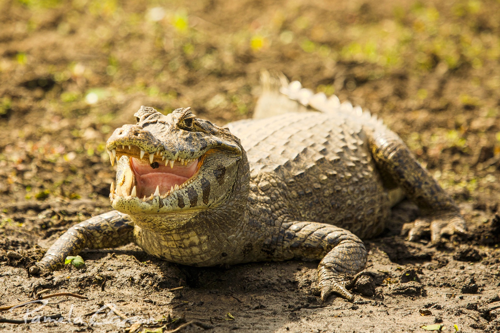 IMG-20250414-WA0255(1)